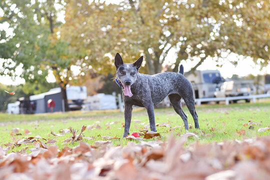 Australian Cattle Dog playing in Autumn leaves