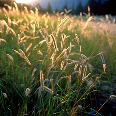 wild grass