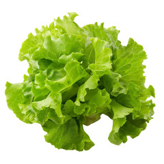 Lettuce isolated on white background.