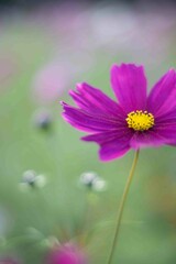 紫色のコスモスの花