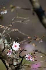 一輪の梅の花