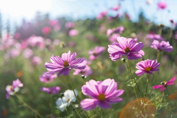 コスモス畑に咲くピンクのコスモス