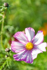 白とピンクのコスモスの花