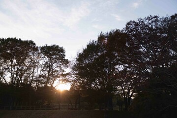 木々の間から見える夕日