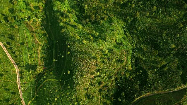 Morning sun lights up green tea fields of Sri Lanka from above. Neat terrace farming patterns cover hills, sustainable organic agriculture. People in sight, just nature, art of farming.