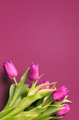 Naklejka premium Fresh flower composition, bouquet of bi color tulips