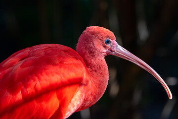 Ibis 2