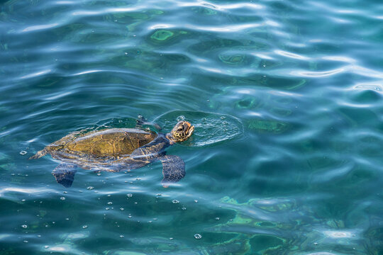 Green sea turtle coming up for air while swimming in the blue waters of the pacific ocean around underwater lava rocks, Kamaole Beach Park II, Maui, Hawaii
