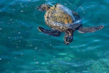 Green sea turtle searching for food in the blue waters of the pacific ocean around underwater lava...