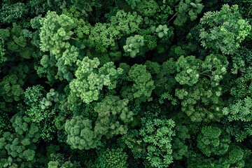 Aerial top view forest tree Rainforest ecosystem and healthy environment concept and background Texture of green tree forest view from above.