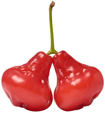 close-up of jambu or rose apple isolated white background, water, wax or jamaican apple, red color bell shaped tropical fruit native southeast asia, crunchy juicy flavor