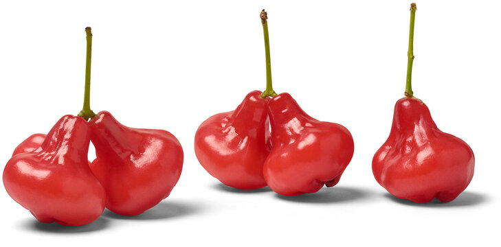 set of jambu or rose apple isolated white background, water, wax or jamaican apple, red color bell shaped tropical fruit native southeast asia, crunchy juicy flavor