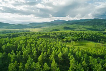 Fototapeta premium Aerial top view green forest and green trees in rural Altai Drone