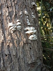 schizophyllum commune fungus on the plant bark or stem۔split-gill mushroom pattern background 