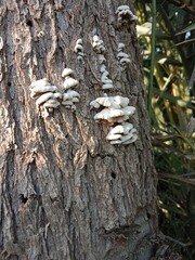 schizophyllum commune fungus on the plant bark or stem۔split-gill mushroom pattern background 