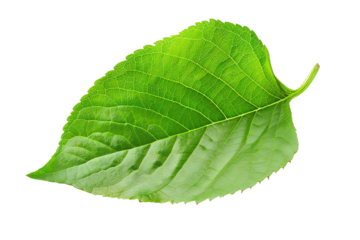 A single, fresh green leaf isolated on a transparent background, showcasing the intricate vein details of this natural botanical object