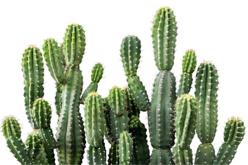 A single prickly pear cactus, a symbol of the arid desert landscape, stands tall against a clear blue sky
