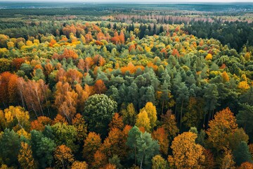 Aerial view of colourful forest and woodlands in autumn in Vorumaa Estonia.
