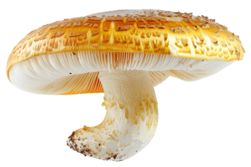 mushroom isolated on transparent background