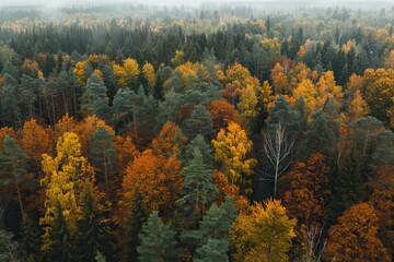 Aerial view of colourful forest and woodlands in autumn in Vorumaa Estonia.
