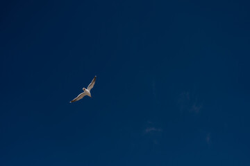 Seagull in flight