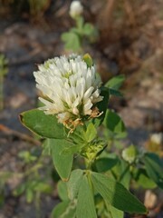Trifolium alexandrinum flower or Egyptian clover flower, berseem clover flower in the garden.Egyptian clover flower pattern background.