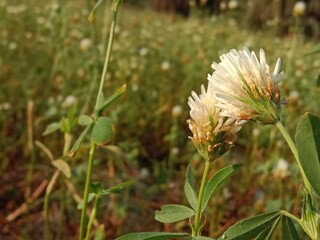 Trifolium alexandrinum flower or Egyptian clover flower, berseem clover flower in the garden.Egyptian clover flower pattern background.