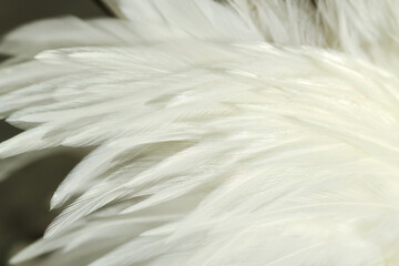 white feather close up