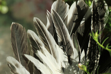 white and black feather background