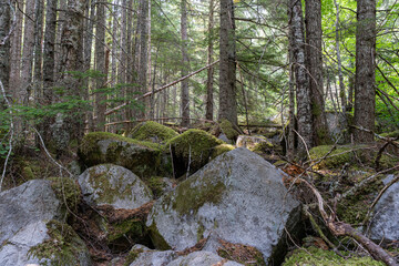 Obraz premium hiking trail in the forest with tall coniferous trees