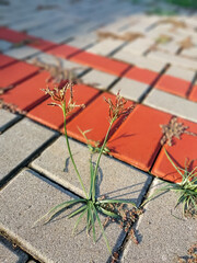 grass that grows between the sidelines of the conblock floor of the field