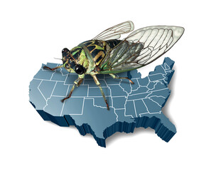 Cicadas Emerging In The US as trillions of cicada brood insects invading United States as a loud insect