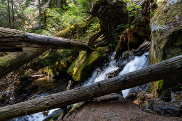 Obraz premium Stream going through the forest Chilliwack lake Park tree trunk
