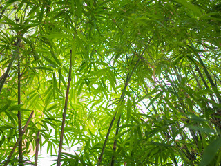 Bamboo forest is a natural green for relaxation and tourism.