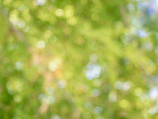 Green bokeh in the texture background.