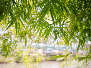 Green bamboo is a background.