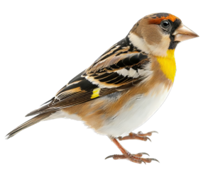 Goldfinch Bird Isolated