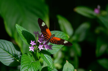 A Heliconius melpomene aglaope or Postman Butterfly at a Botanical Gardens Exhibit in Grand Rapids, Michigan.