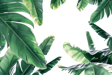 tree leaves and branches frame a natural border, evoking summer vibes with floral foliage and eco-friendly design