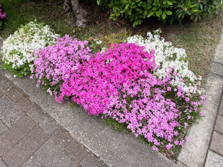ピンクとホワイトの芝桜
