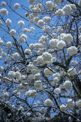 Kapok White Silk Ceiba Pentandra tree with silk cotton like seed pods in bloom to make java ceiba fromager fibers for stuffing and insulation 