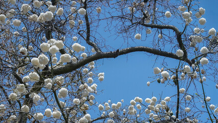 Kapok White Silk Ceiba Pentandra tree with silk cotton like seed pods in bloom to make java ceiba fromager fibers for stuffing and insulation 