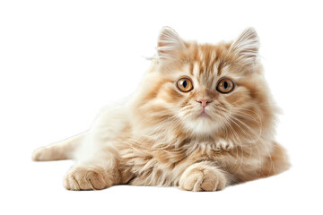 Fototapeta premium Persian Cat Isolated