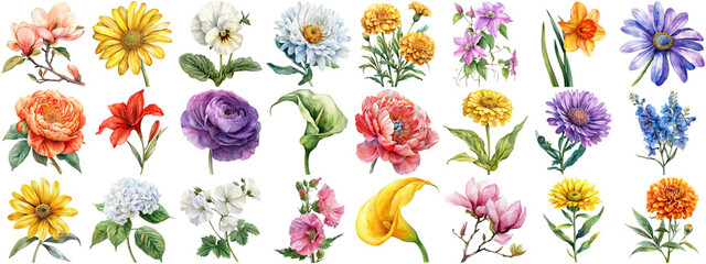 Watercolor flower set isolated background. Various floral collection of nature blooming flower clip...