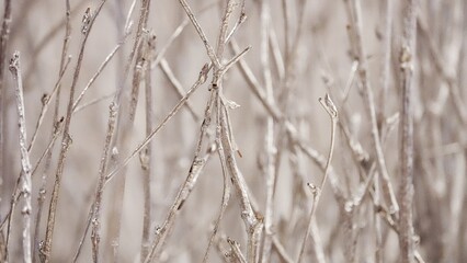 White Branches