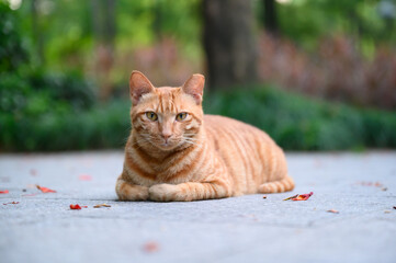 In the park, the orange cat was lying on the ground