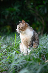 In the park, the tabby cat sits in the grass