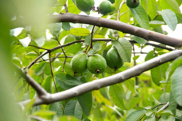 Guava fruit hanging on the tree's branch. Tropical Fruit Guava on Guavas Tree.