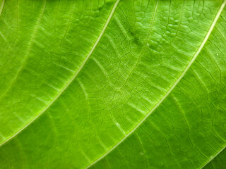 Green leaf macro vein texture for pattern and background