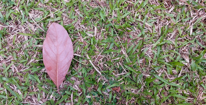 One leaf on the grass background